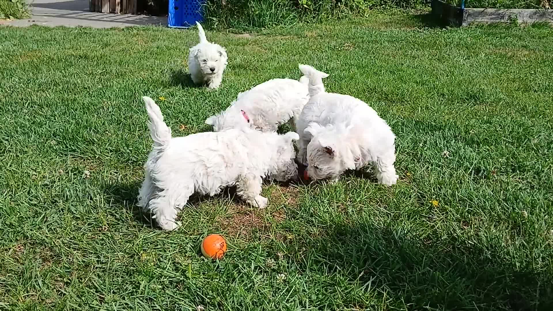 West Highland Terrier dogs for sale: KC Registered Westie Puppies - Video 1