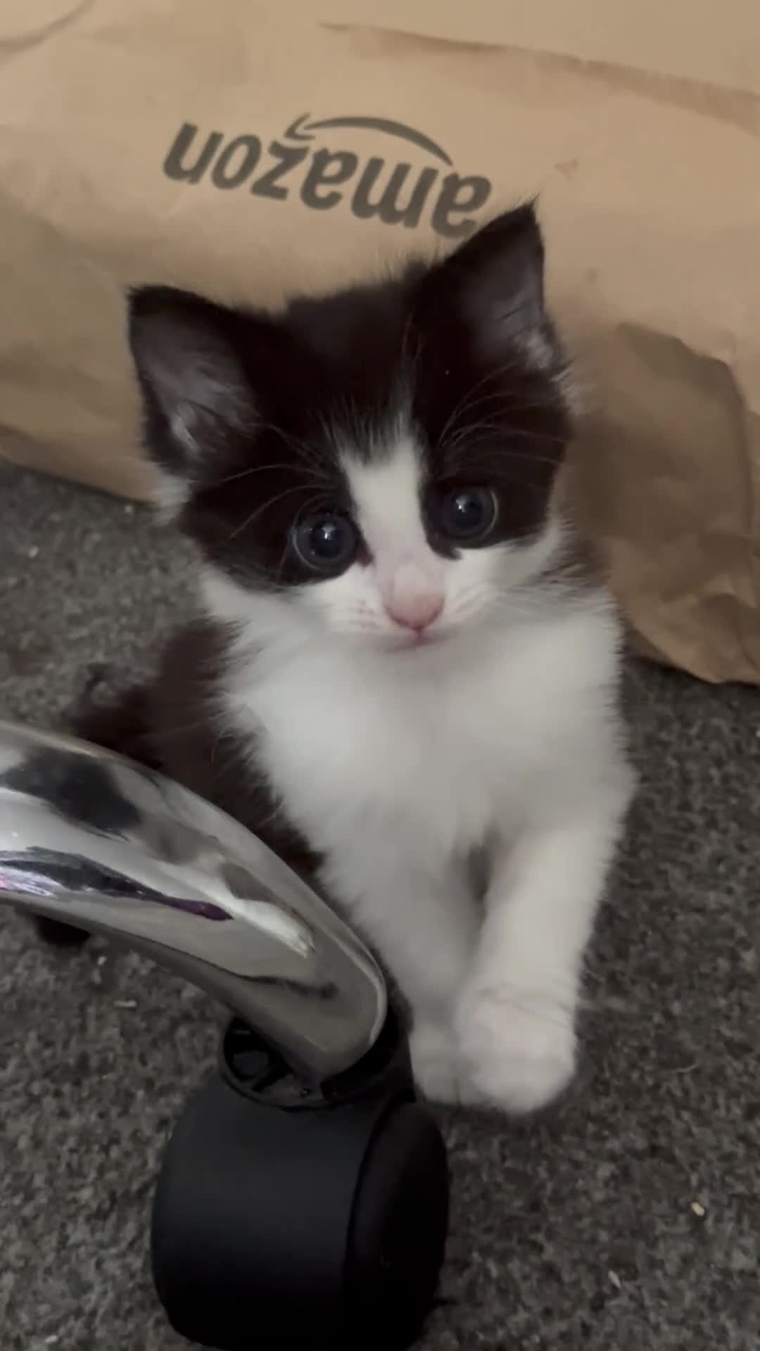 Siberian cats for sale: Two Gorgeous Siberian Kittens & Mother Available - Video 2