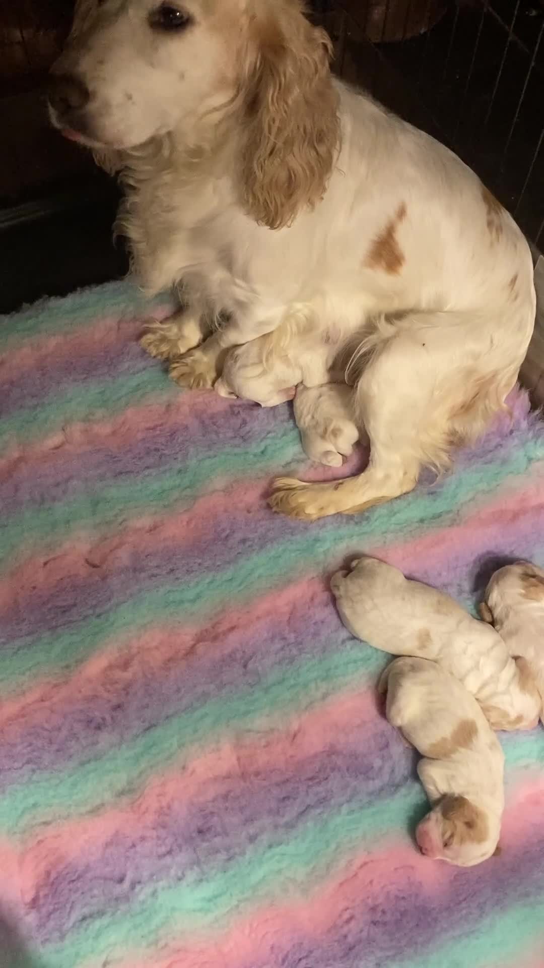Cocker Spaniel dogs for sale: Cocker Spaniels, working type, KC reg, DNA clear - Video 3