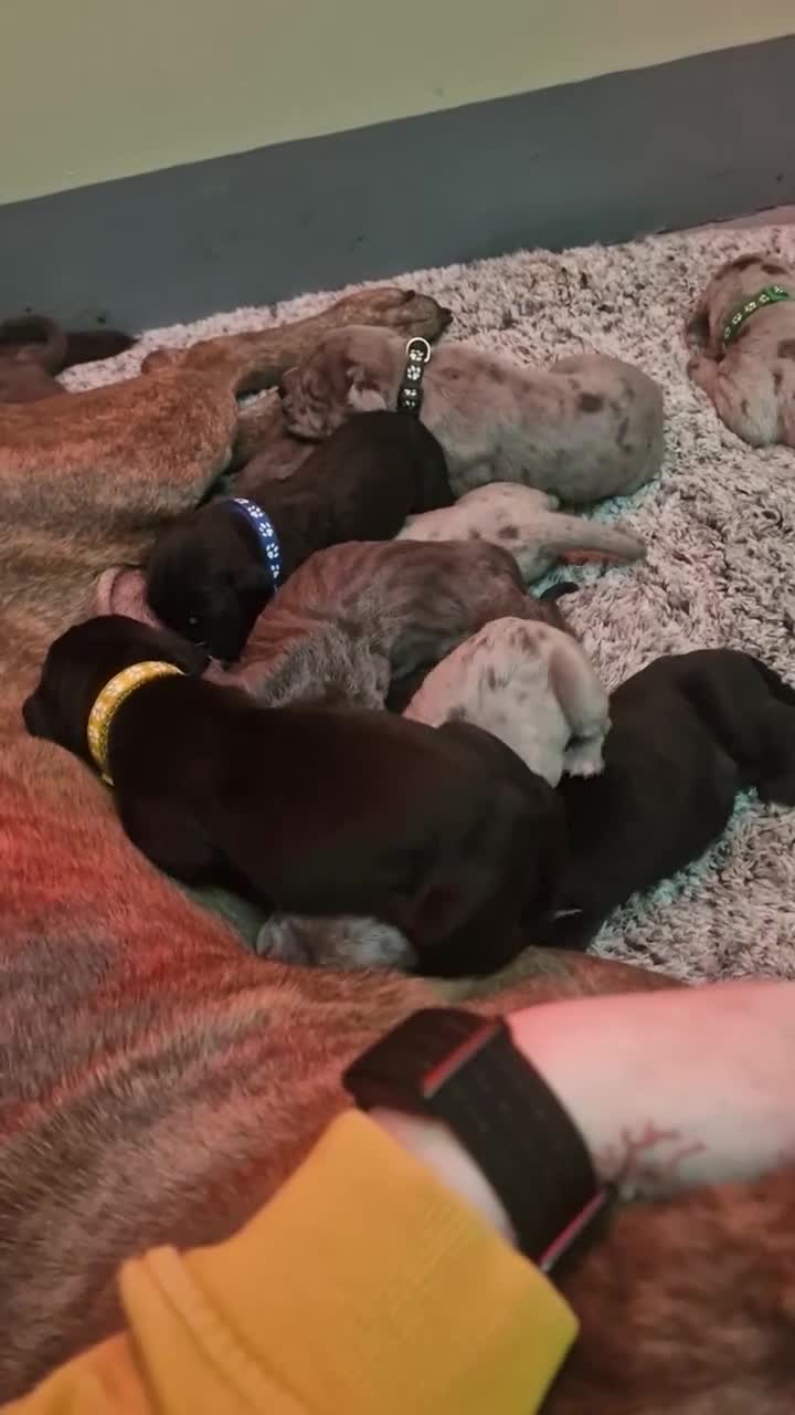 Mixed Breed dogs for sale: Cane Corso X Neapolitan Mastiff mix pups for sale - Video 1