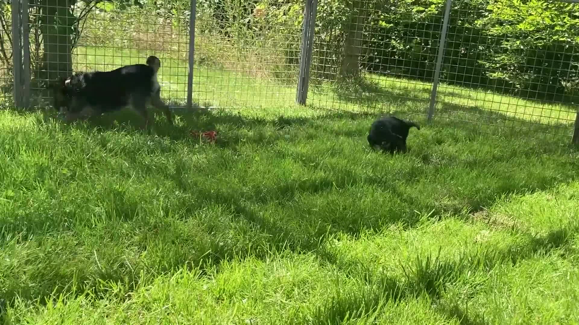 Border Terrier dogs for sale: Border Terrier female puppy - Video 1