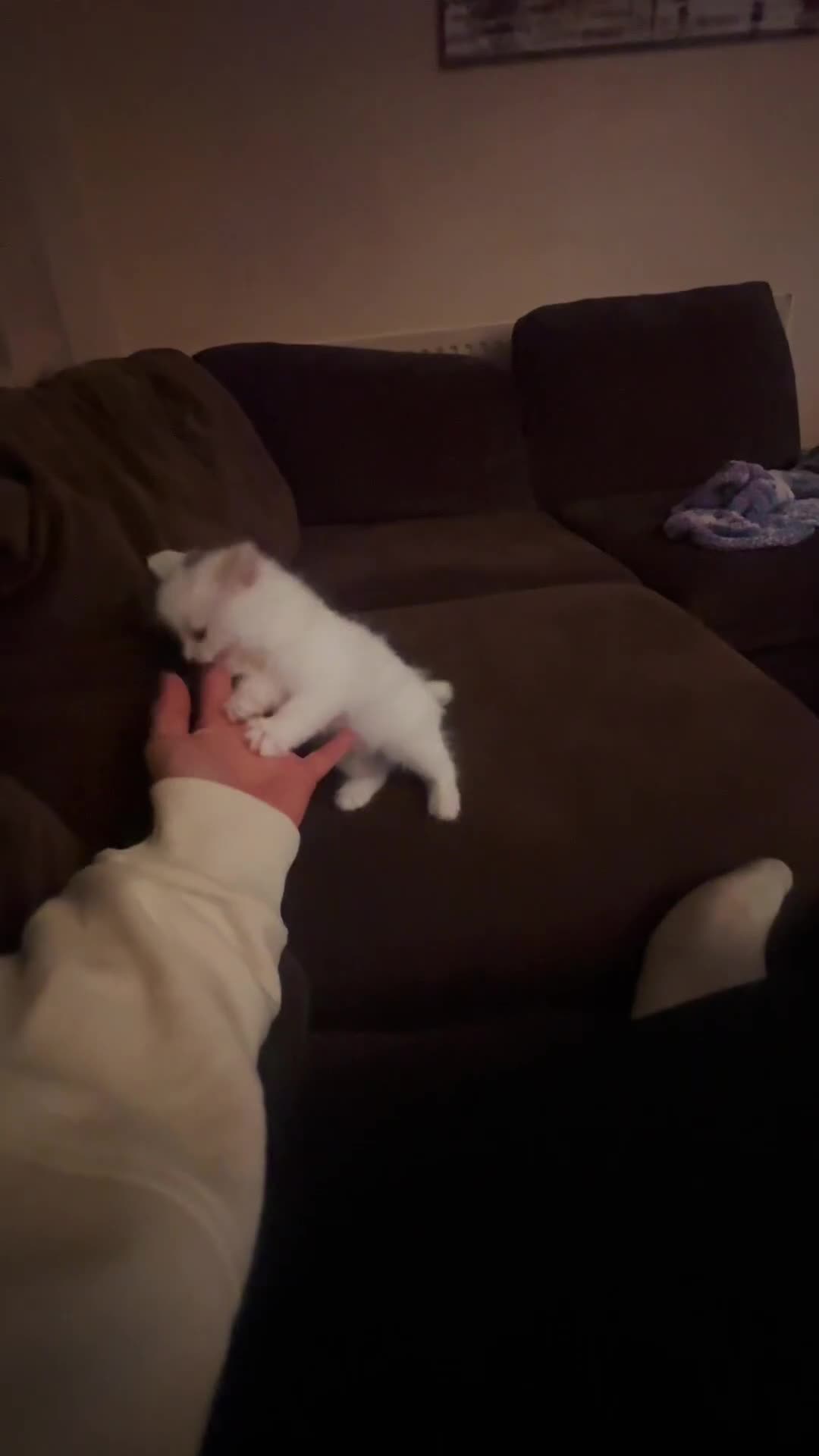 Turkish Angora cats for sale: Kitten Turkish angora  - Video 1