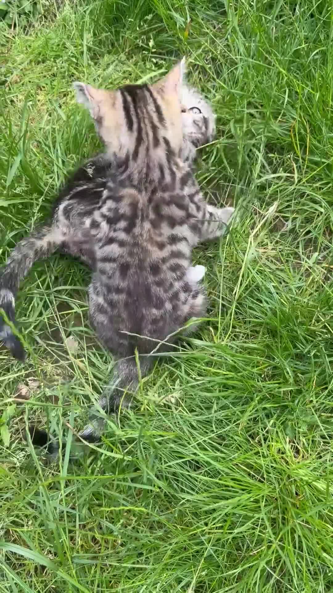 Bengal cats for sale: Bengal Mix Ready! - please read bio - Video 1