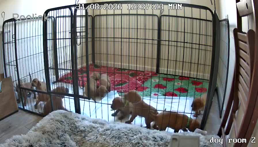 Hungarian Vizsla dogs for sale: KC reg Hungarian Vizsla pups.Health tested parents - Video 1