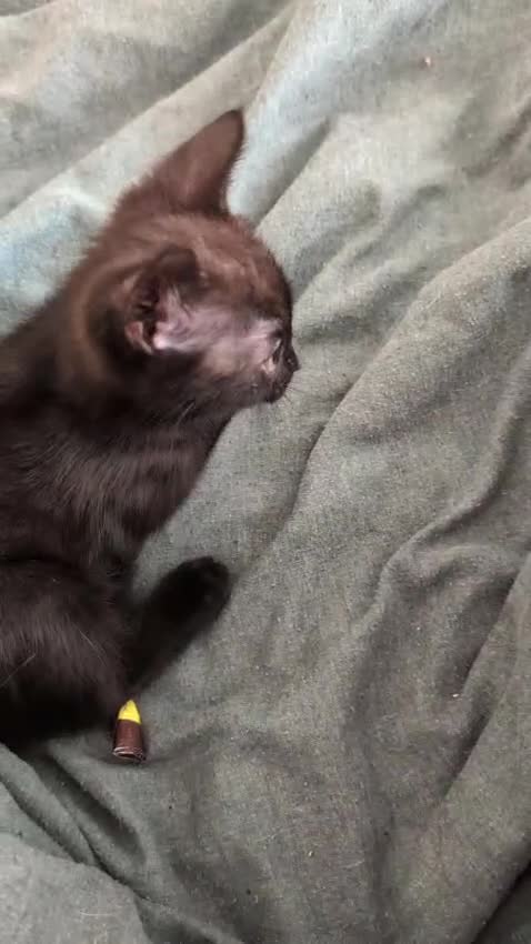 British Shorthair cats for sale: Kittens needing a loving home  - Video 1
