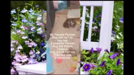 Ragdoll cats for sale: Very small size Rag Doll kittens.MumPersianRagDoll - Video 1