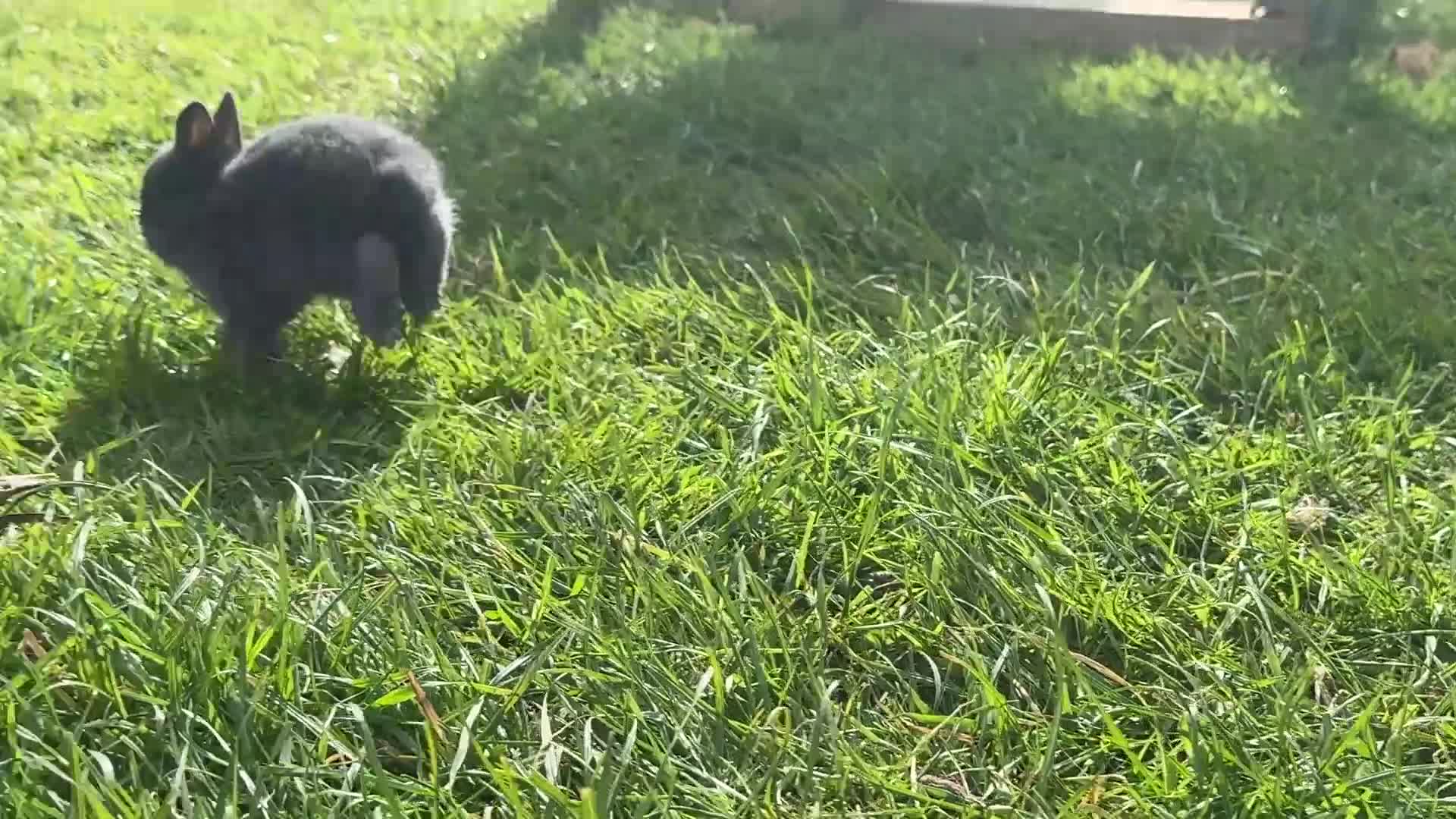 Mixed Breed rabbits for sale: Baby bunnies for sale - Video 1