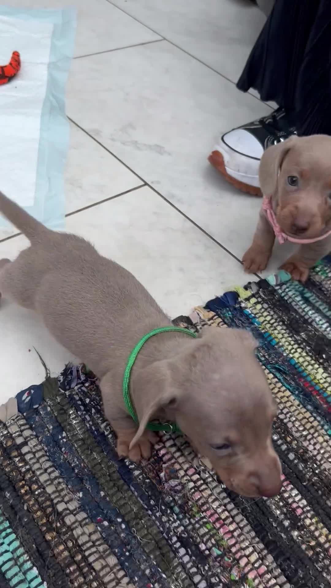 Dachshund dogs for sale: MINI DACHSHUND PUPPIES - Video 1