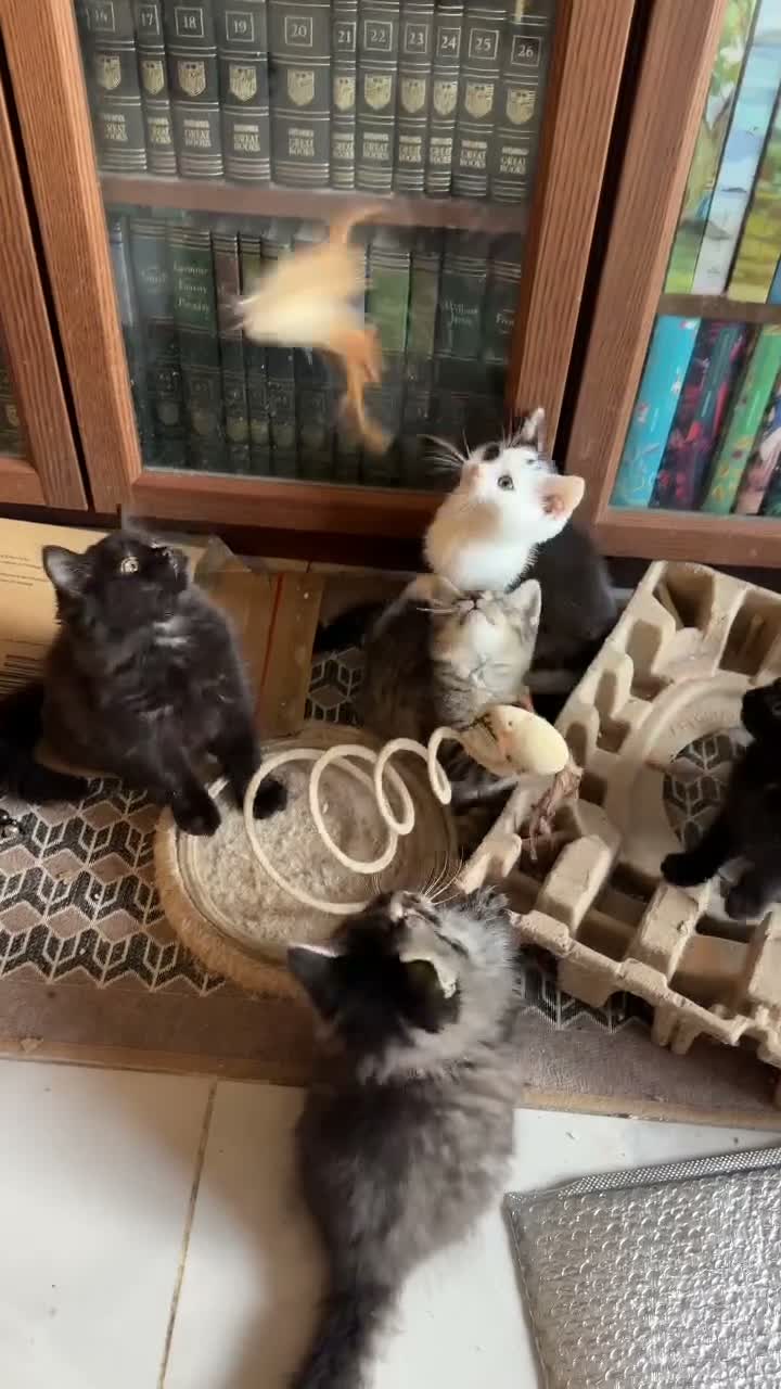 British Shorthair cats for sale: Stunning BSH Kittens Ready Now! - Video 3