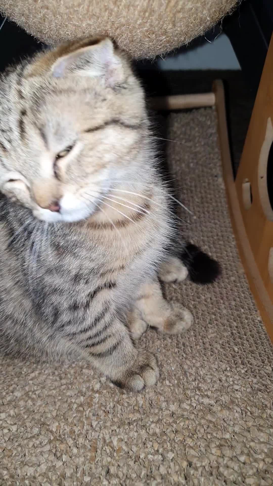 Scottish Fold cats for sale: Scottish fold pure breed kitten Tabby gold boy  - Video 1