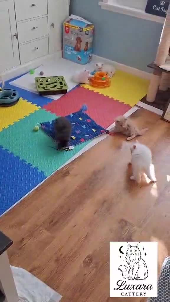 Maine Coon cats for sale: Adorable Purebred Maine Coon Kittens–GCCF/Pedigree - Video 2