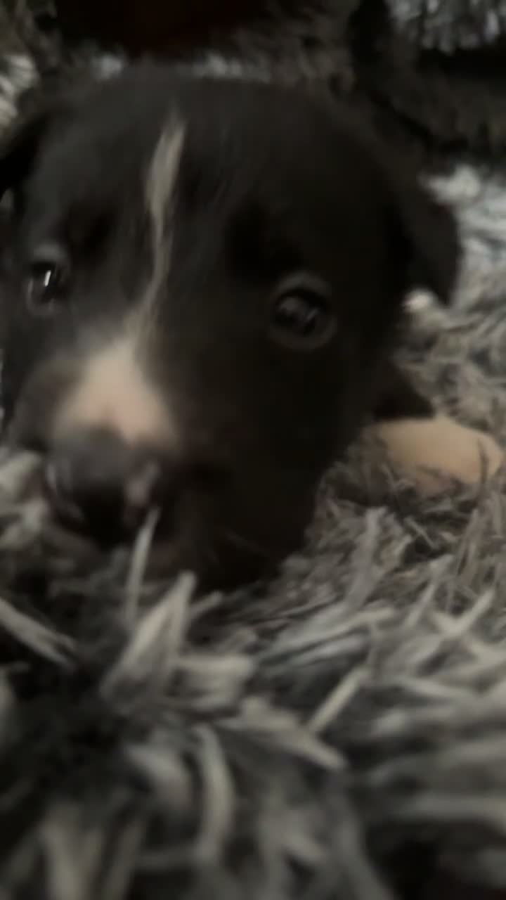 Mixed Breed dogs for sale: Border collie x staffie x german sheppard pups. - Video 2