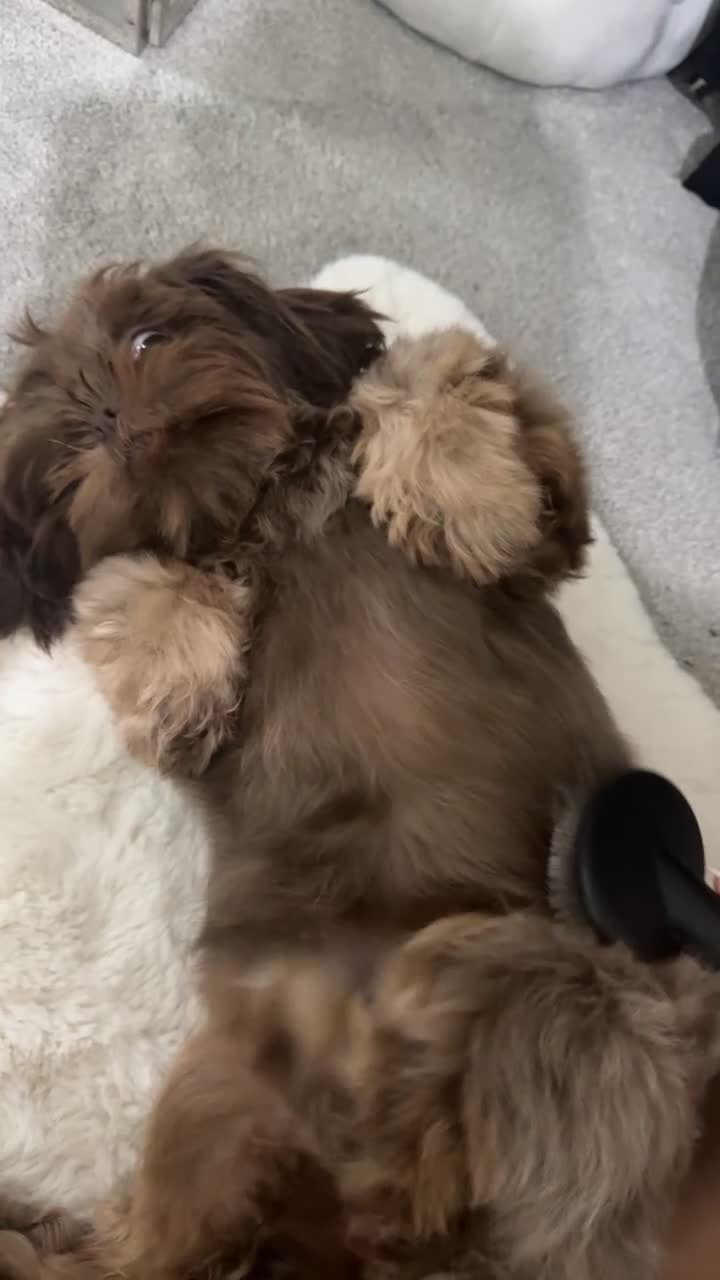 Shih Tzu dogs for sale: Chocolate imperial Shih Tzu - Video 1