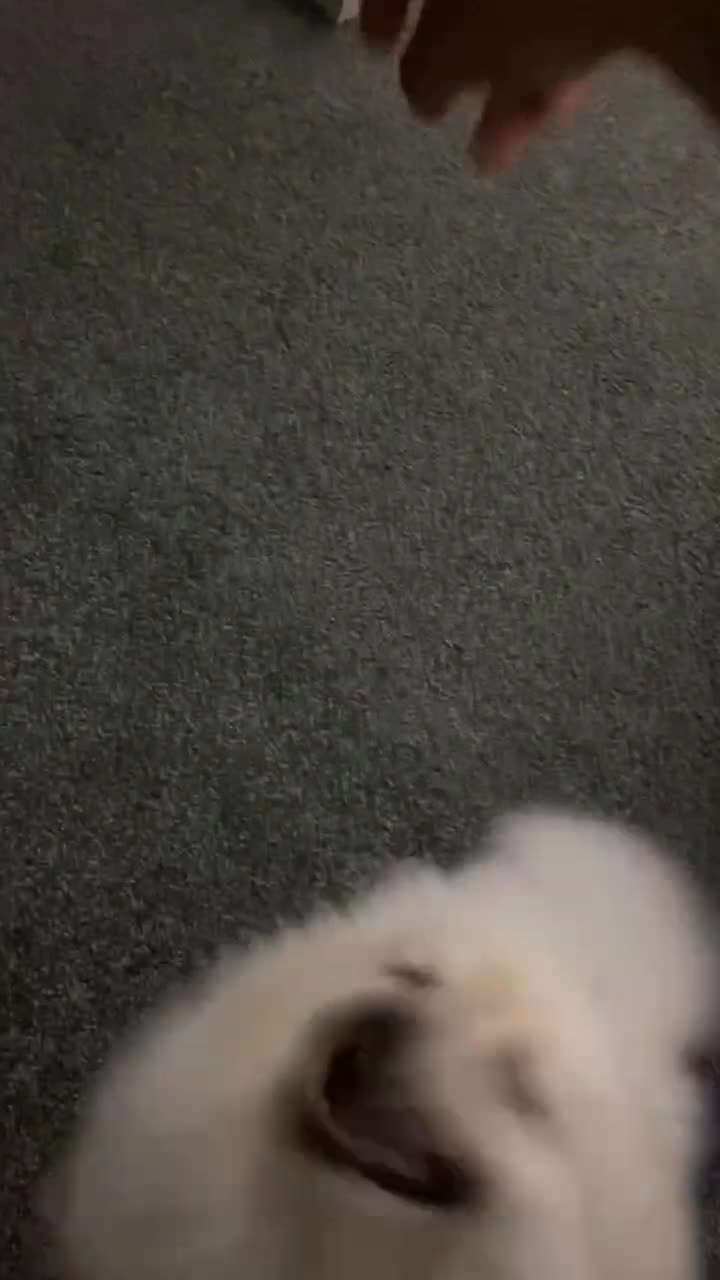 Pomeranian dogs for sale: Puppy pomeranian in Bradford - Video 1
