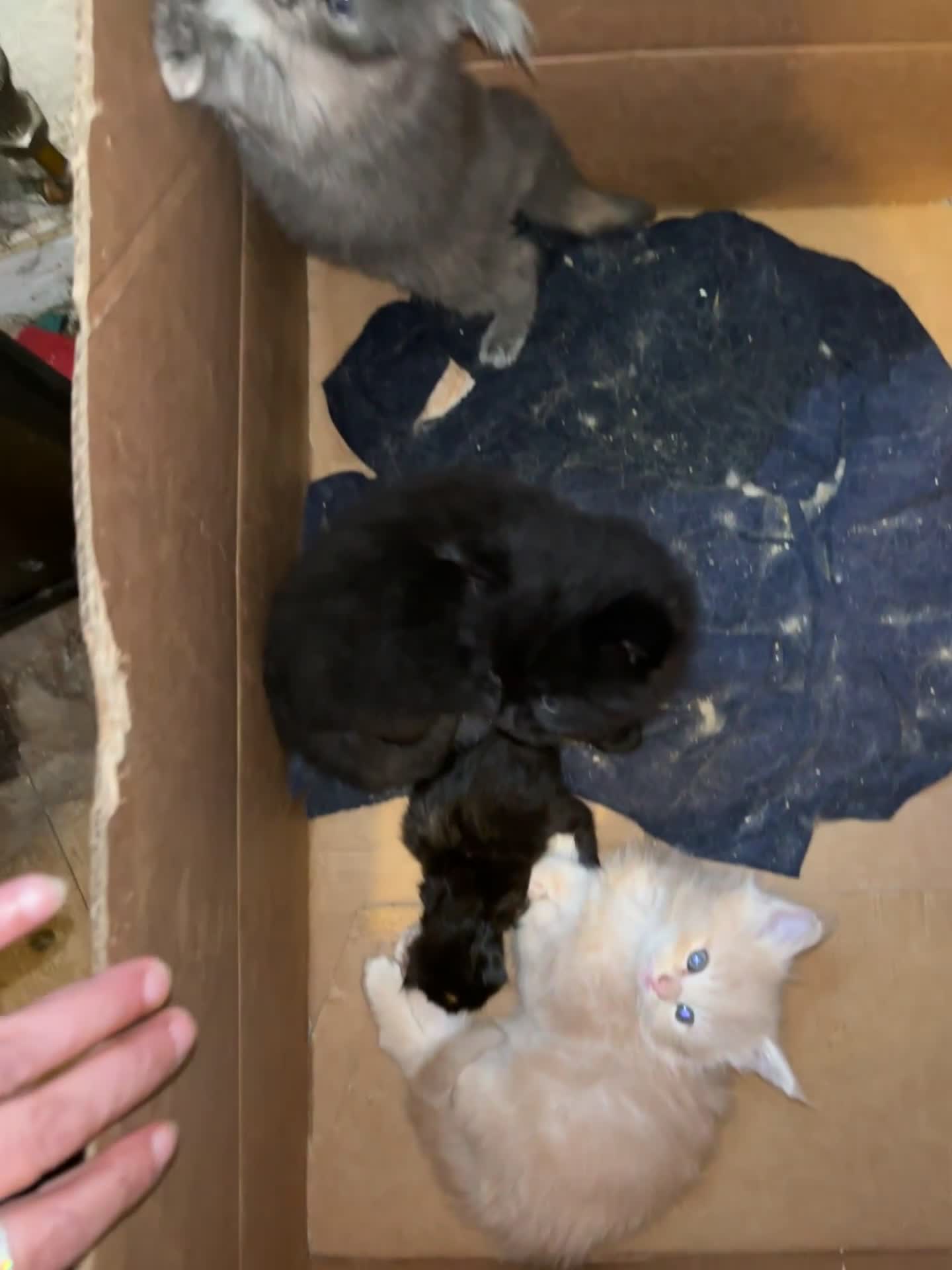 Maine Coon cats for sale: Maine Coon kittens  - Video 3