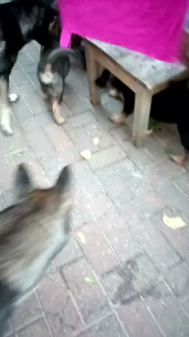 Mixed Breed dogs for sale: F1B Shepkita shepherd puppies ready to leave  - Video 1