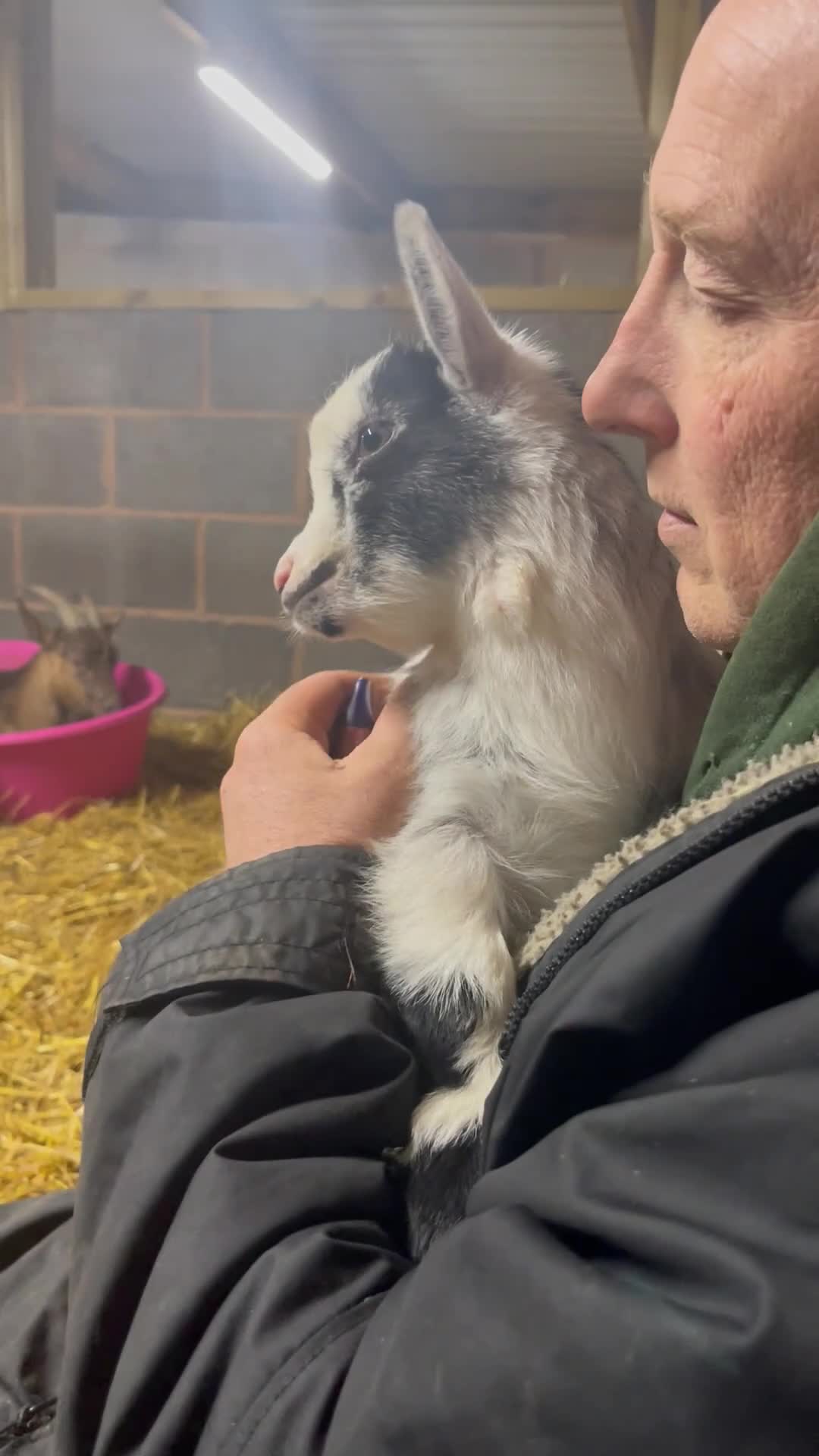 Goats livestock for sale: Pedigree Registered Pygmy Goat Kids - Video 1