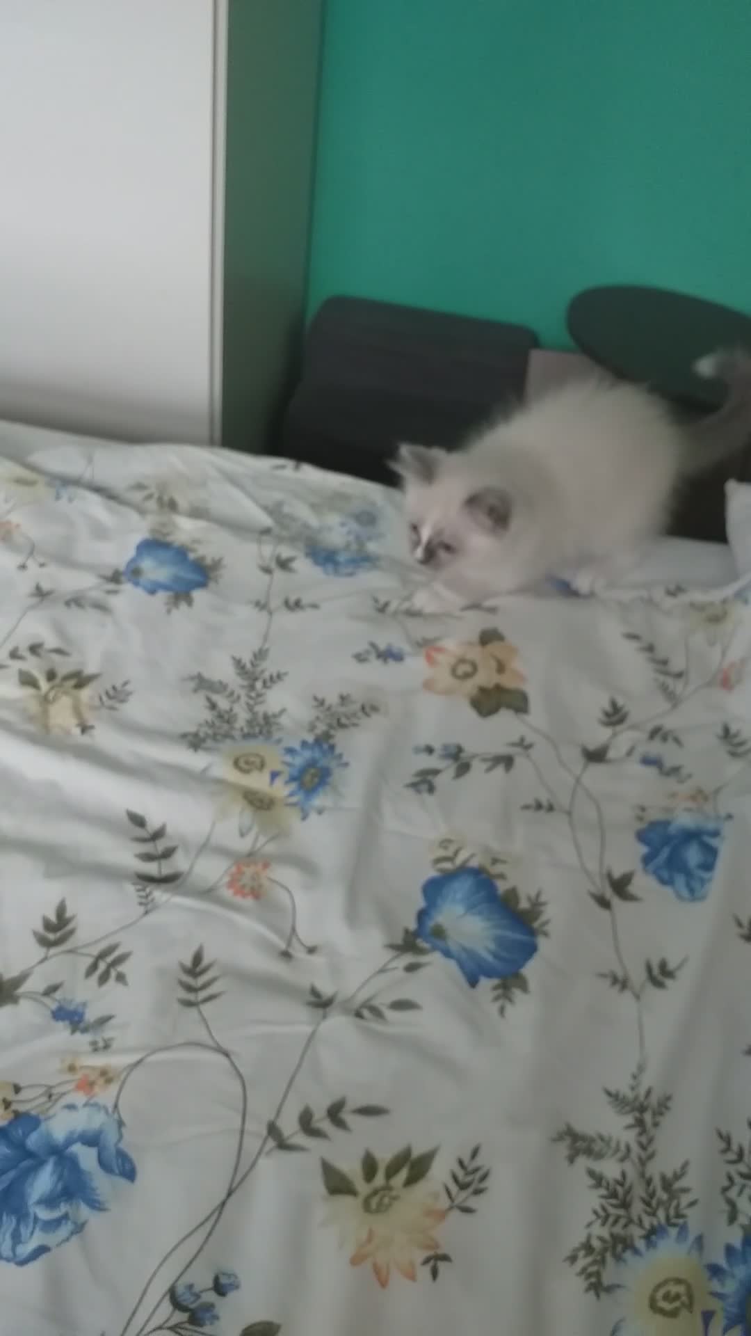 Ragdoll cats for sale: Beautiful Pure Breed Ragdoll Kittens  - Video 3