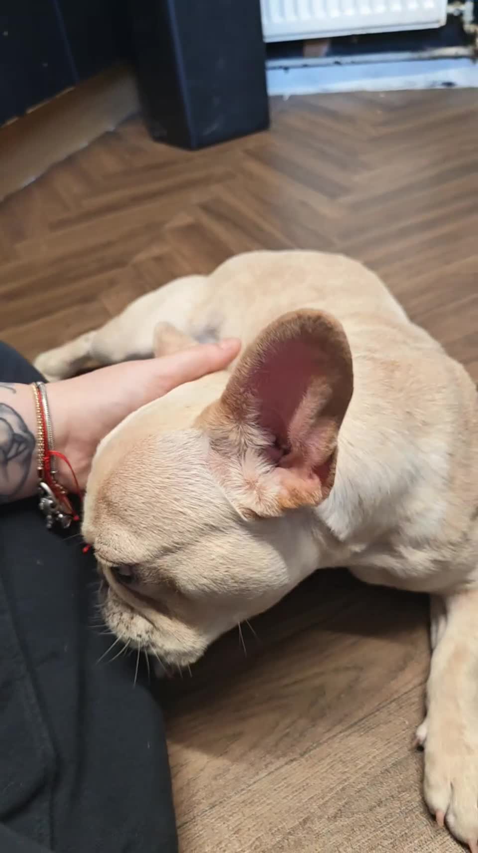 French Bulldog dogs for sale: Frenchie  in Leeds - Video 1