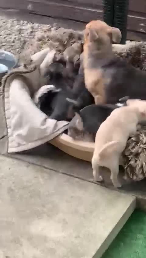 Jack Russell dogs for sale: Fantastic litter of miniature jr rare  colours  - Video 1