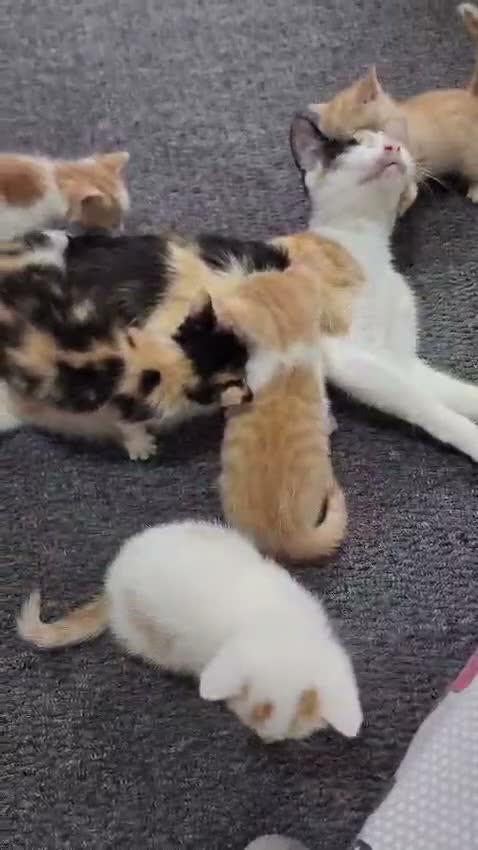 Mixed Breed cats for sale: Playful and Sweet Kittens Looking for a New Home! - Video 1