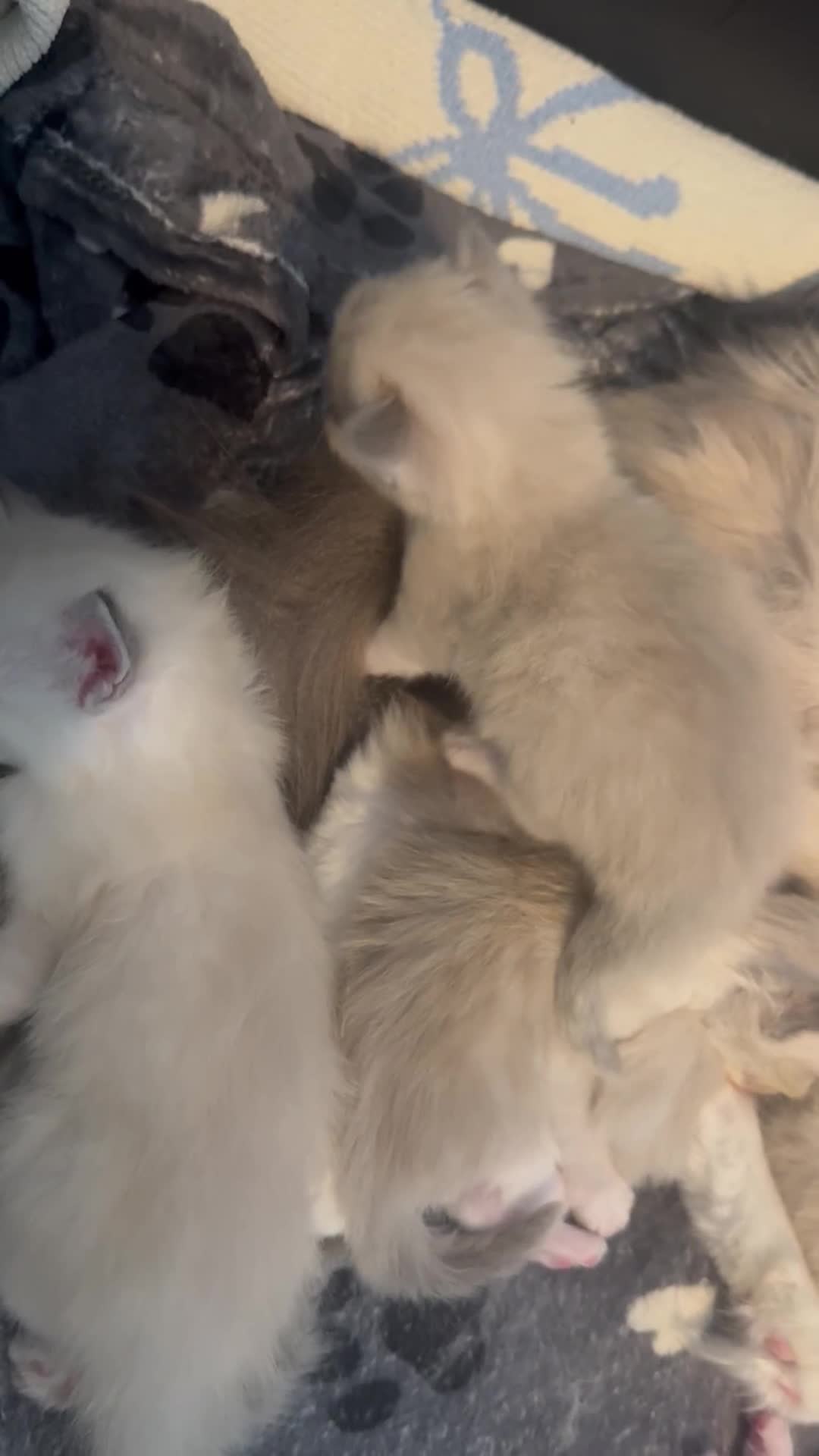 Ragdoll cats for sale: BEAUTIFUL RAGDOLL KITTENS - Video 1