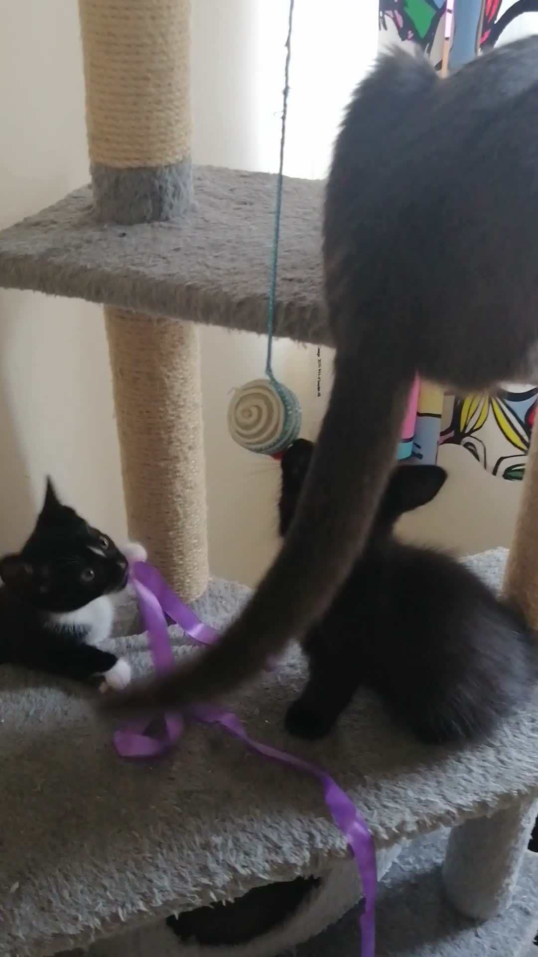 Mixed Breed cats for sale: wonderful kittens😻 - Video 1