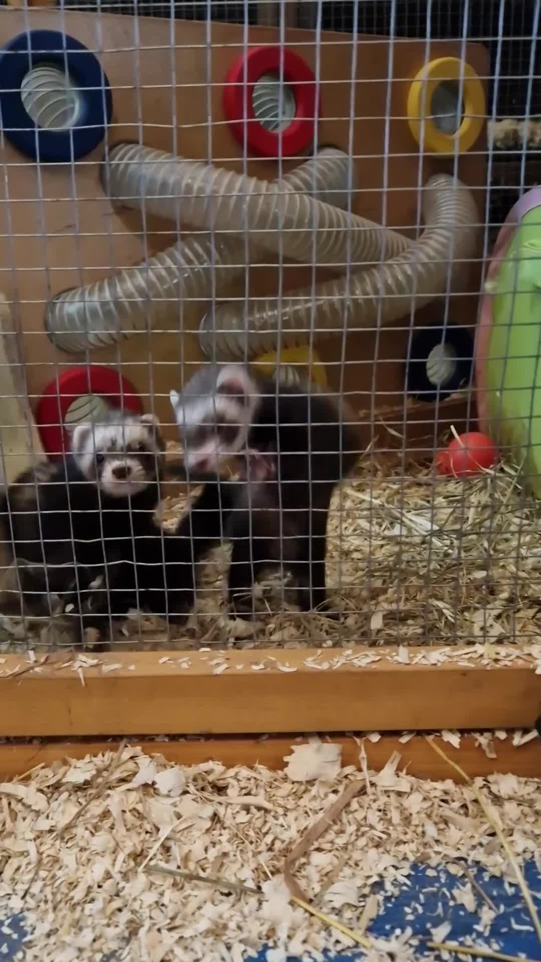Ferret rodents for sale: Micro ferrets kits - Video 1