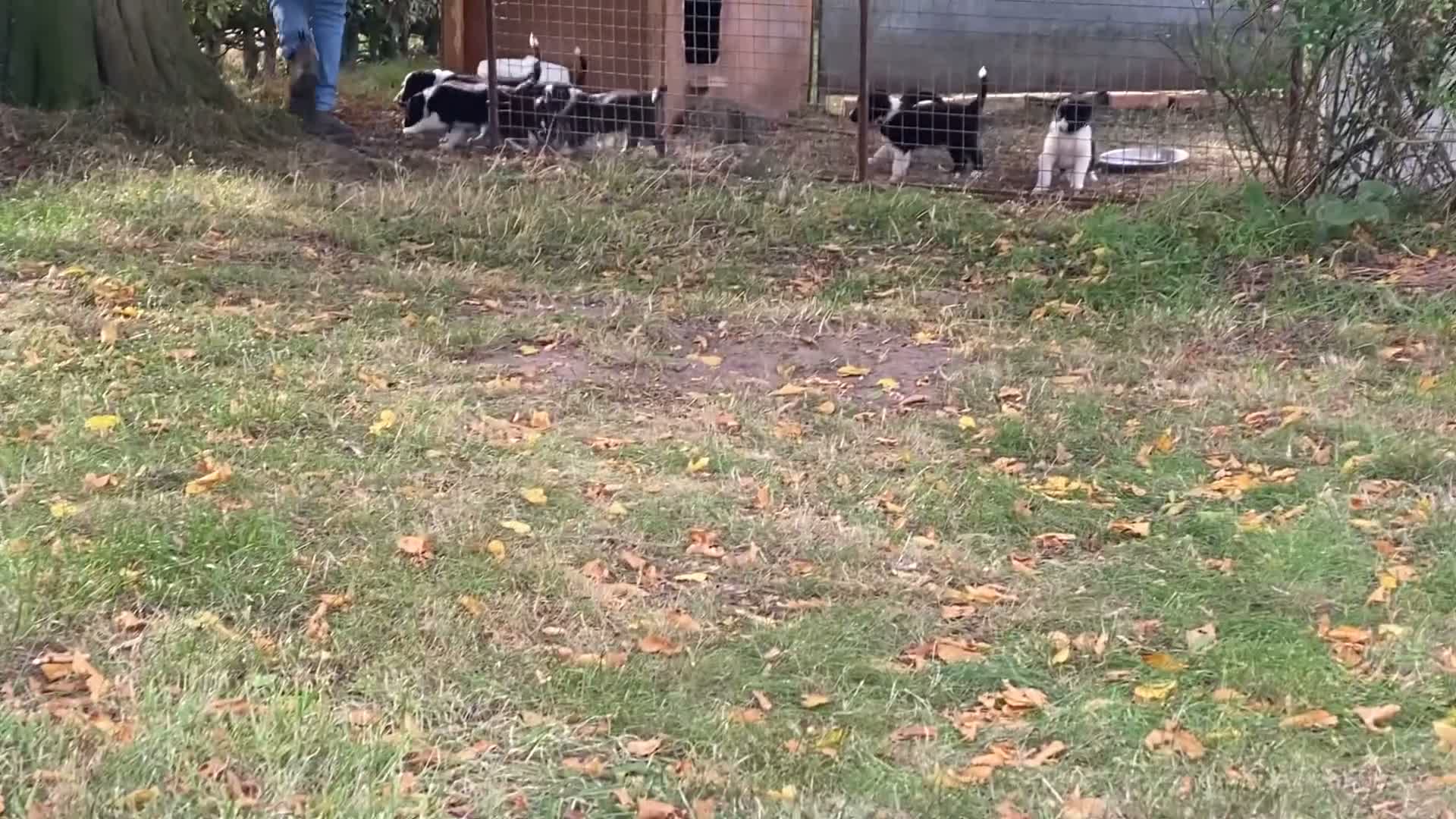 Border Collie dogs for sale: Working Border Collie puppies - Video 2