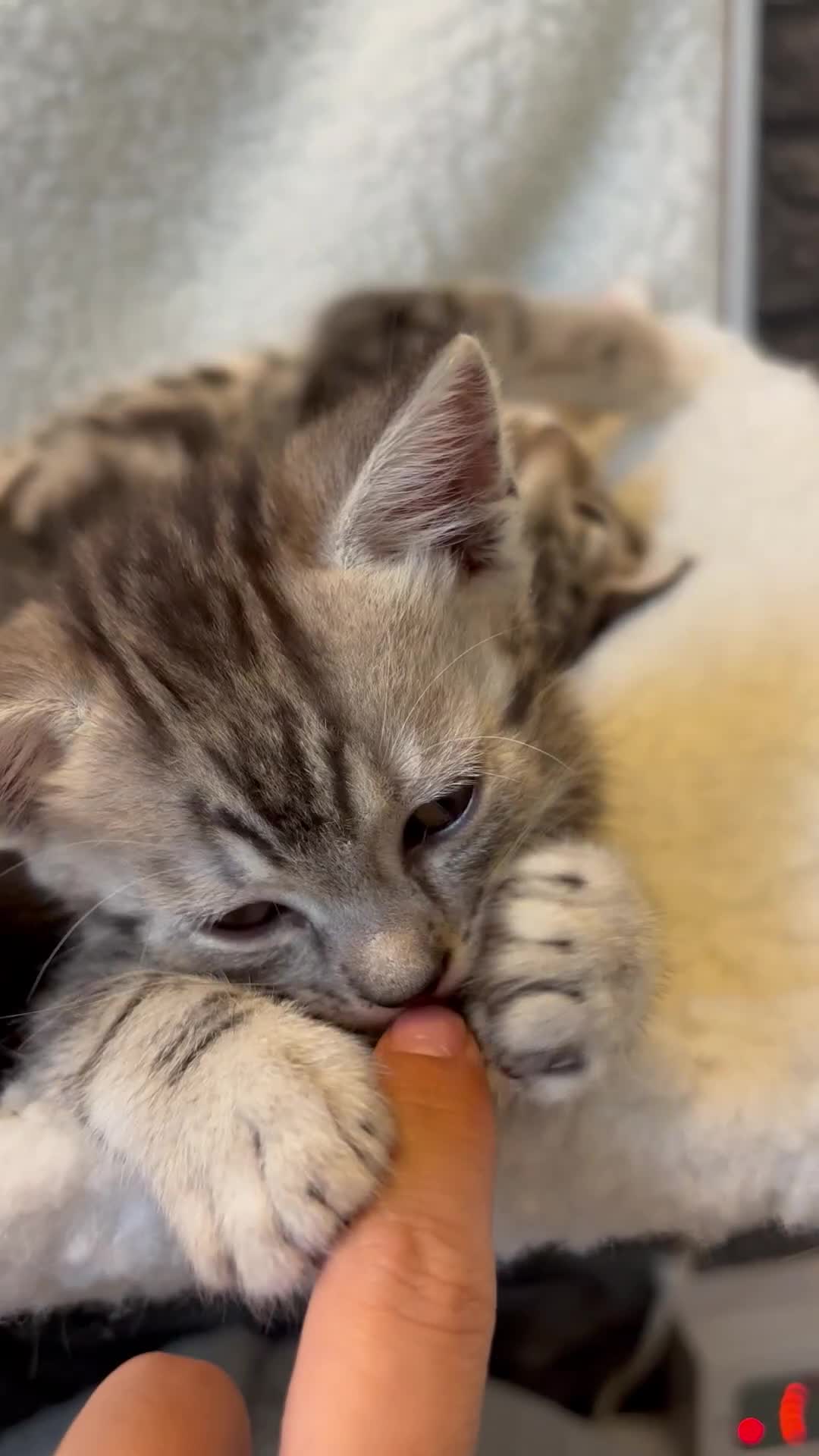 Scottish Fold cats for sale: Adorable Scottish Straight Kittens 💞 - Video 2