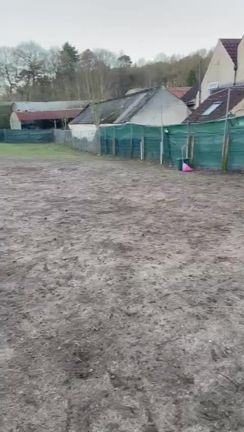 Mixed Breed dogs for adoption: 🐾🖤 SAM – The Happy, Handsome All-Rounder 🖤🐾 - Video 2