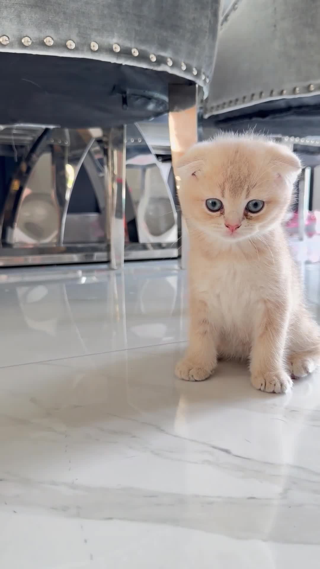 Scottish Fold cats for sale: Full Pedigree Beautiful Scottish Fold Kittens tica - Video 2