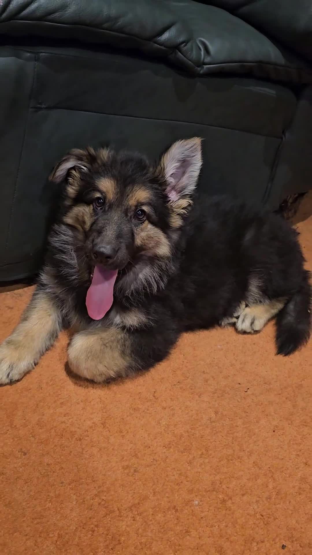 German Shepherd dogs for sale: German Sheperd long hair striaght back - Video 3