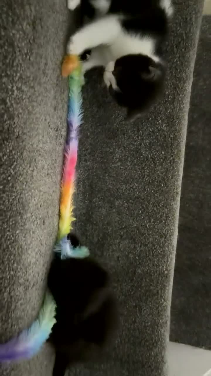 British Longhair cats for sale: 3 beautiful kittens left!!!!  - Video 1