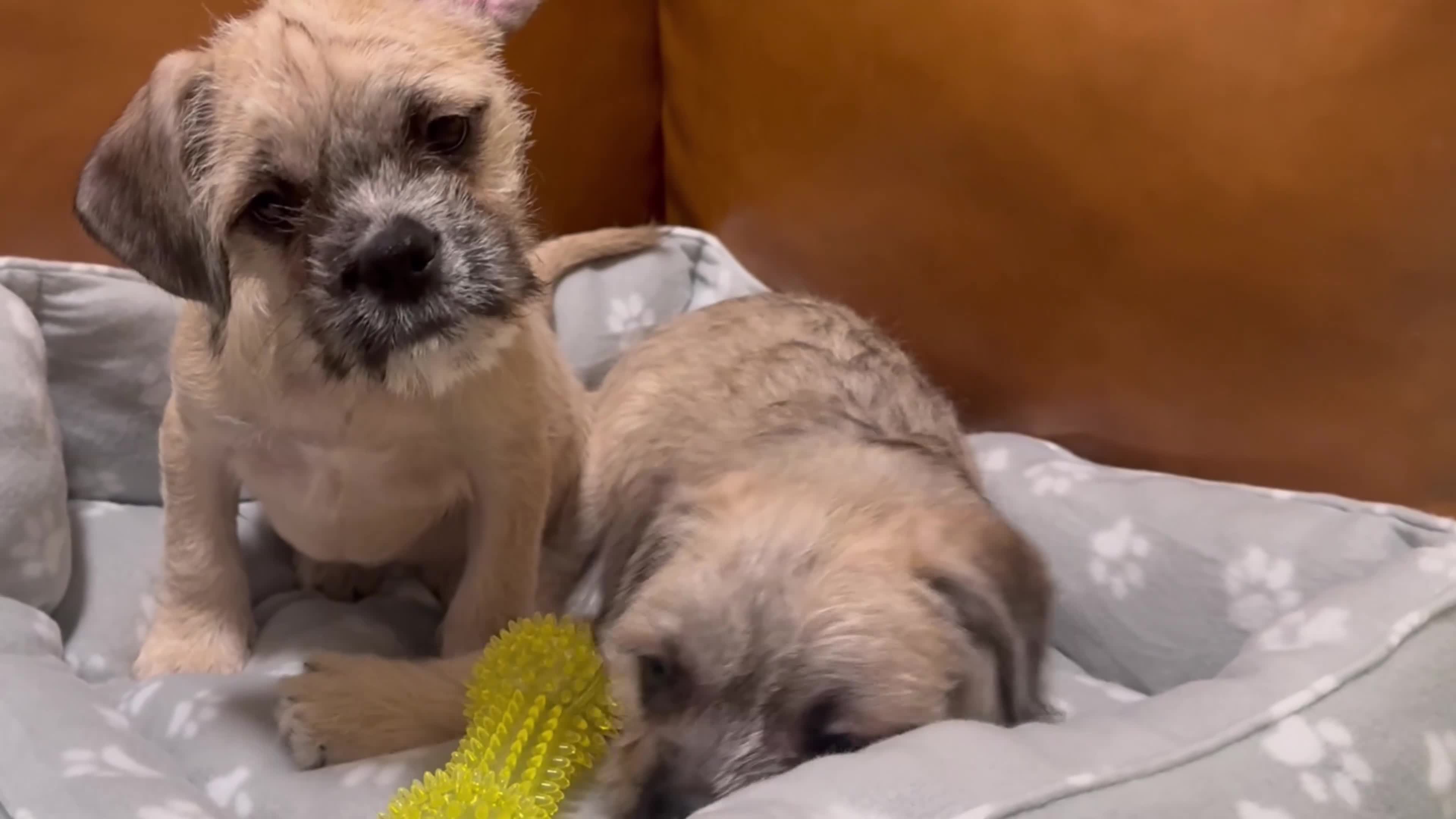 Mixed Breed dogs for sale: Pug Chinese crested x French bulldog x - Video 3