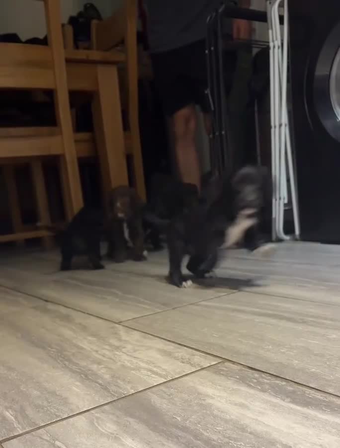 Mixed Breed dogs for sale: Working cocker spaniel puppies  - Video 1