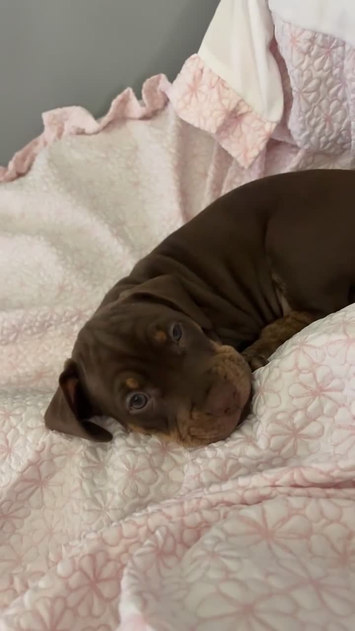 Mixed Breed dogs for sale: Beautiful Doxle puppies🩵💗🐾 - Video 3