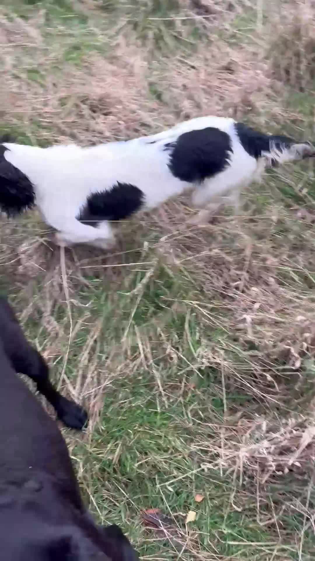 English Springer Spaniel dogs for sale: Trained springer spaniel dog - Video 1