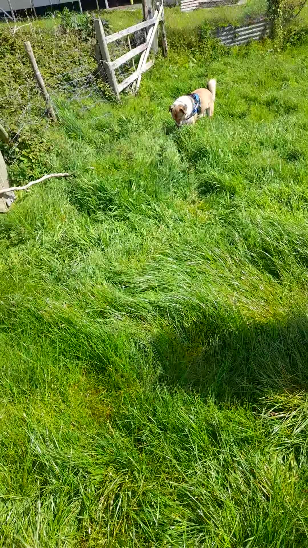 Mixed Breed dogs for sale: A loving boy looking for a home in Kingsbridge - Video 2