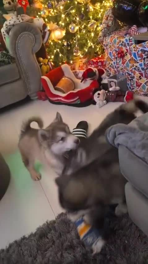 Alaskan Malamute dogs for sale: 2 left KC Alaskan malamute puppies champion lines - Video 1