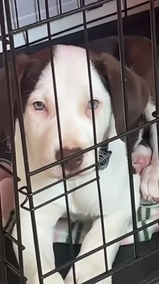Mixed Breed dogs for sale: 9 weeks old mixed breed pup for sale  - Video 1