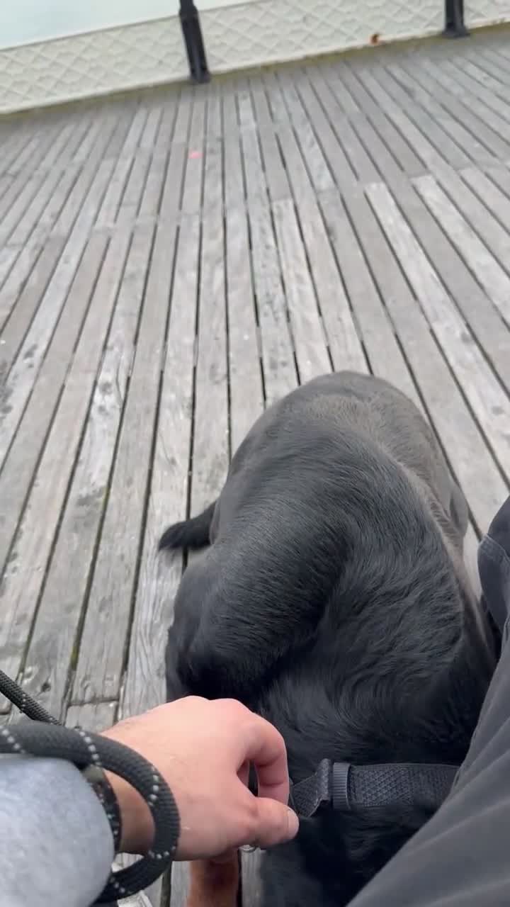 Rottweiler dogs for sale: Loving home needed for Hades 4 years old - Video 1