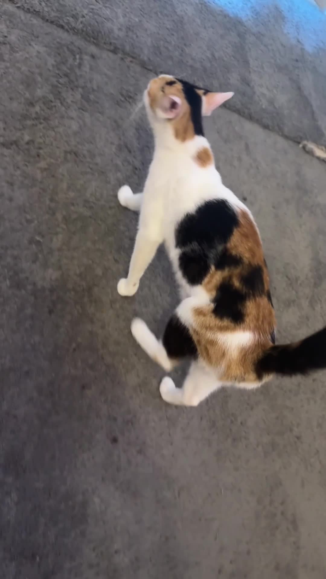 Mixed Breed cats for sale: Beautiful cats  - Video 1