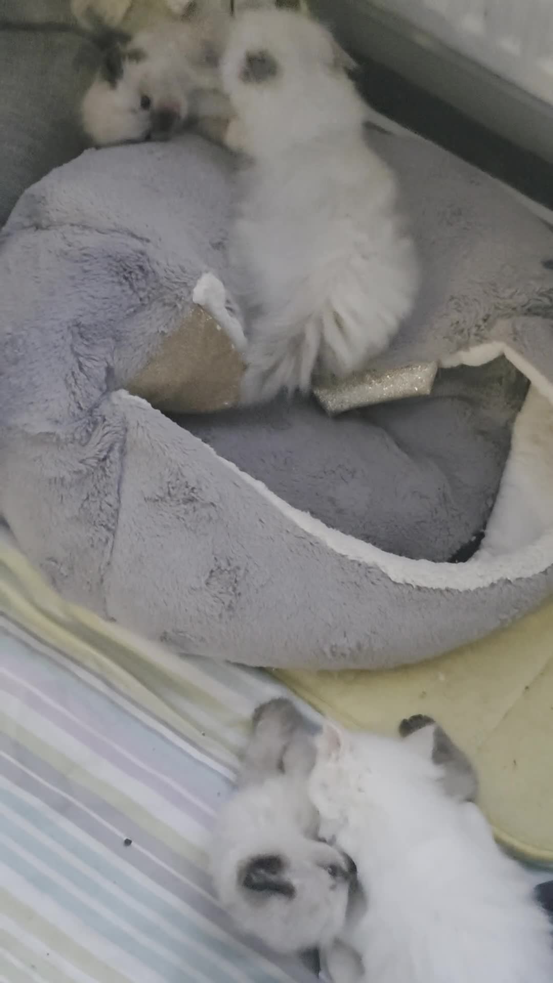 Ragdoll cats for sale: Health Tested Ragdoll Babies - Video 2