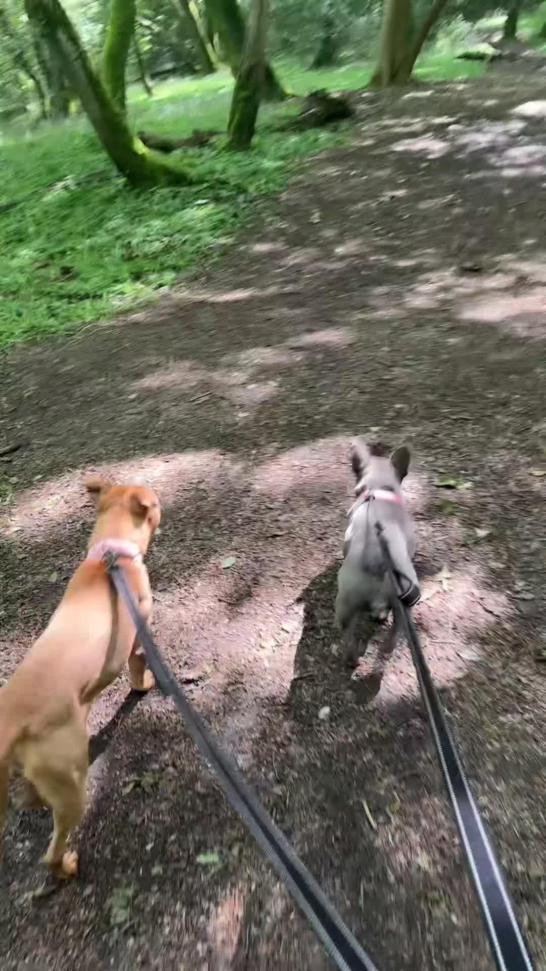 Staffordshire Bull Terrier dogs for sale: Misha - Video 1