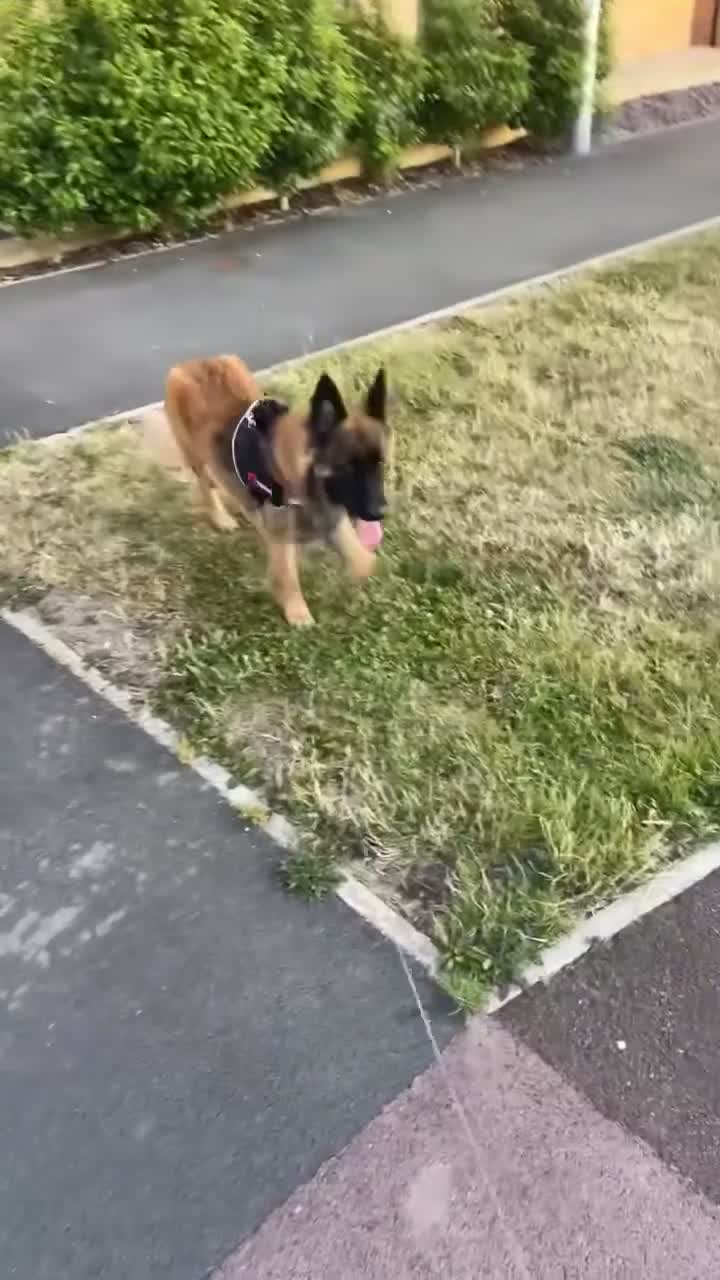 Mixed Breed dogs for sale: Luna  - Video 1