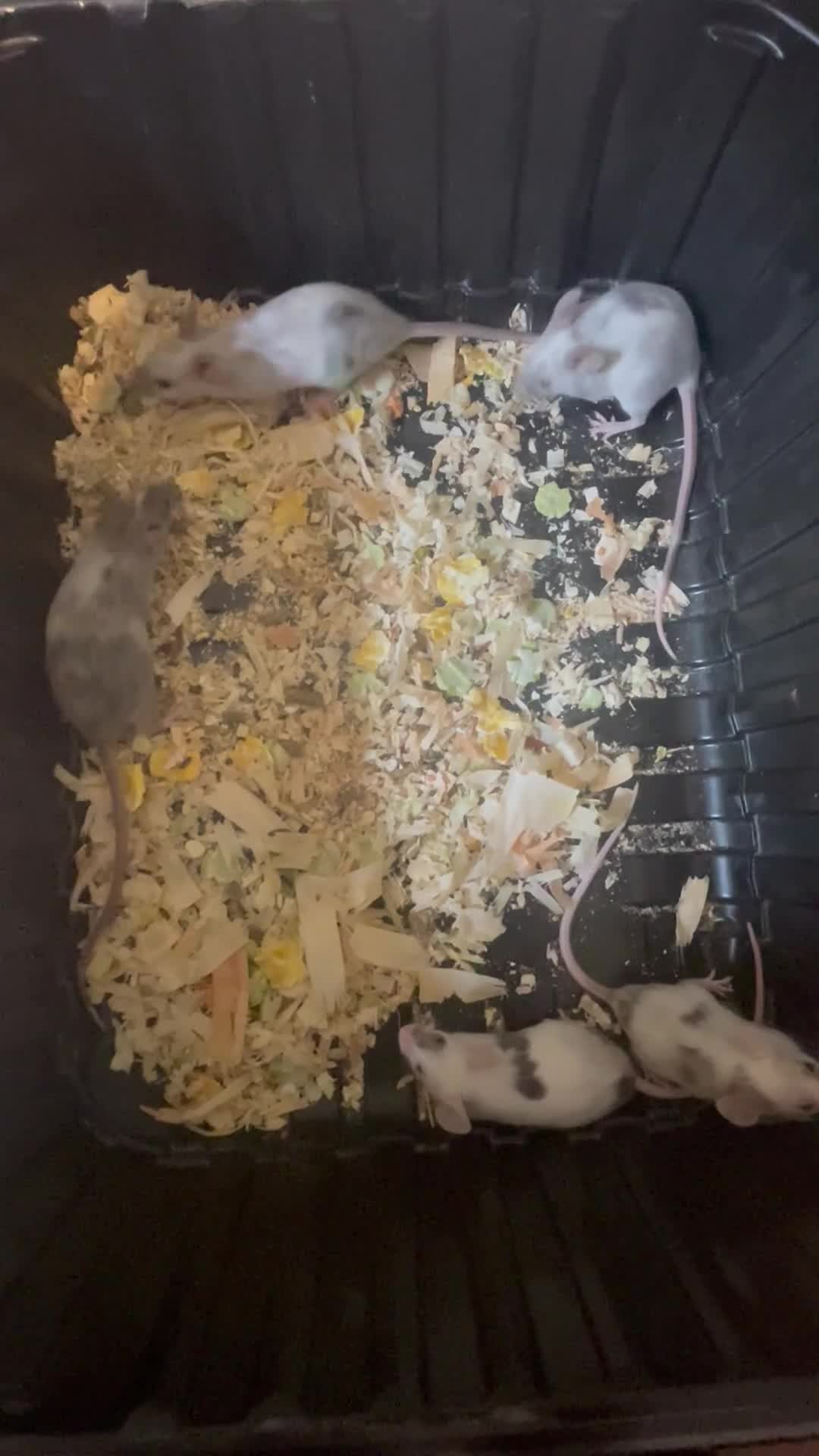 Mouse rodents for sale: Fancy mice  in Brighouse - Video 1