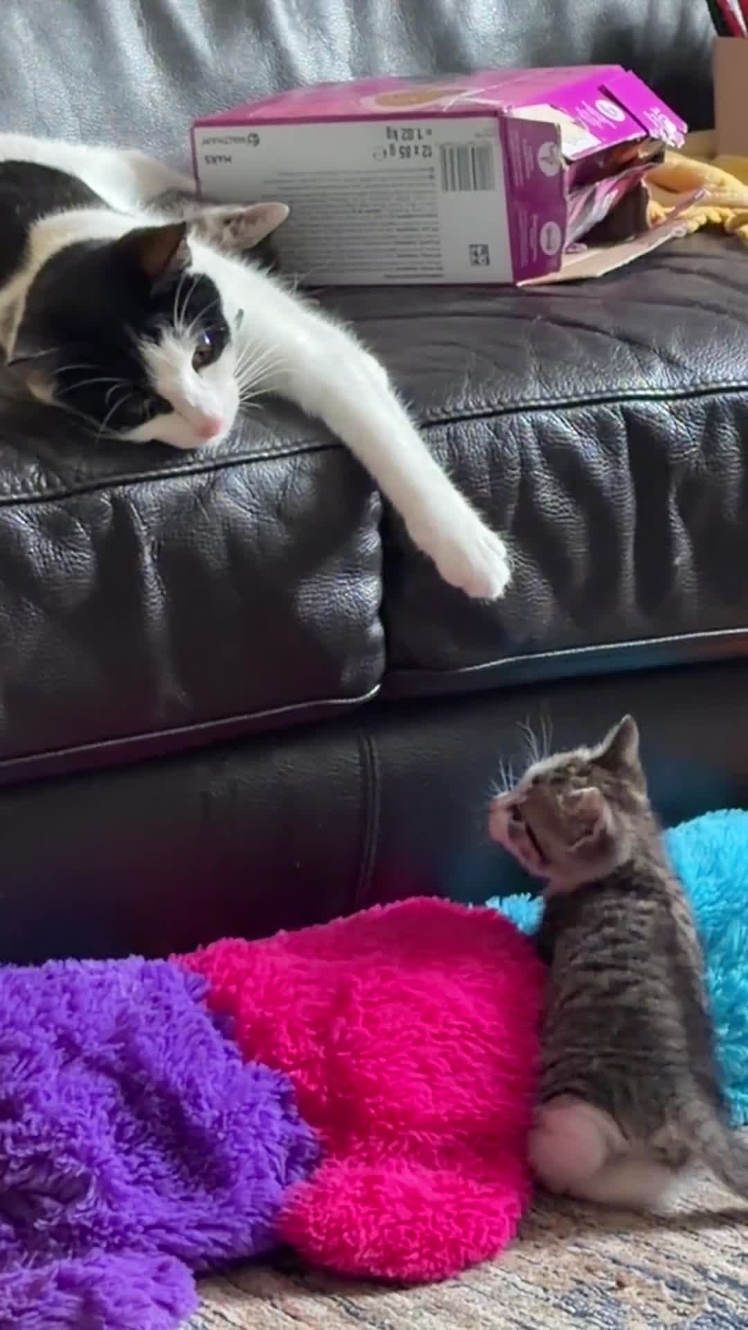 Mixed Breed cats for sale: Beautiful kittens for sale in Oldham - Video 1