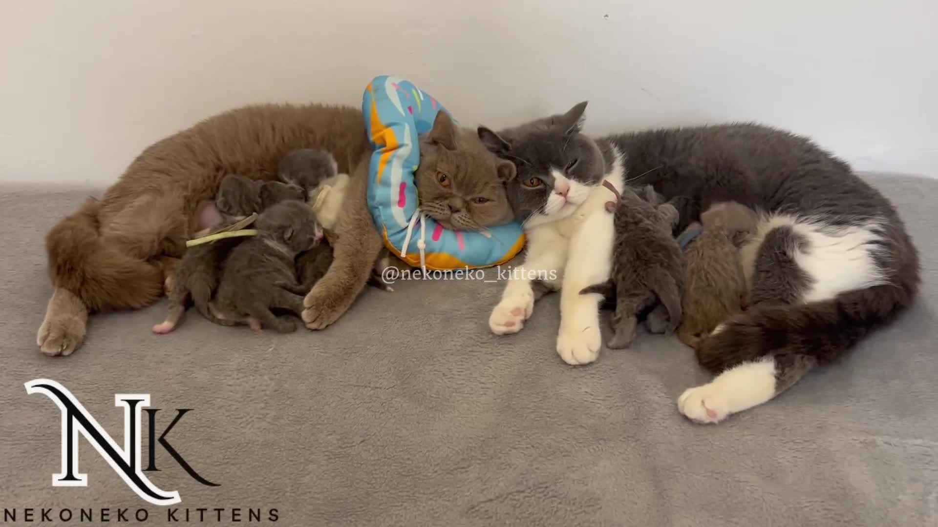 British Shorthair cats for sale: Exceptional GCCF REGISTERED BSH KITTENS - Video 1