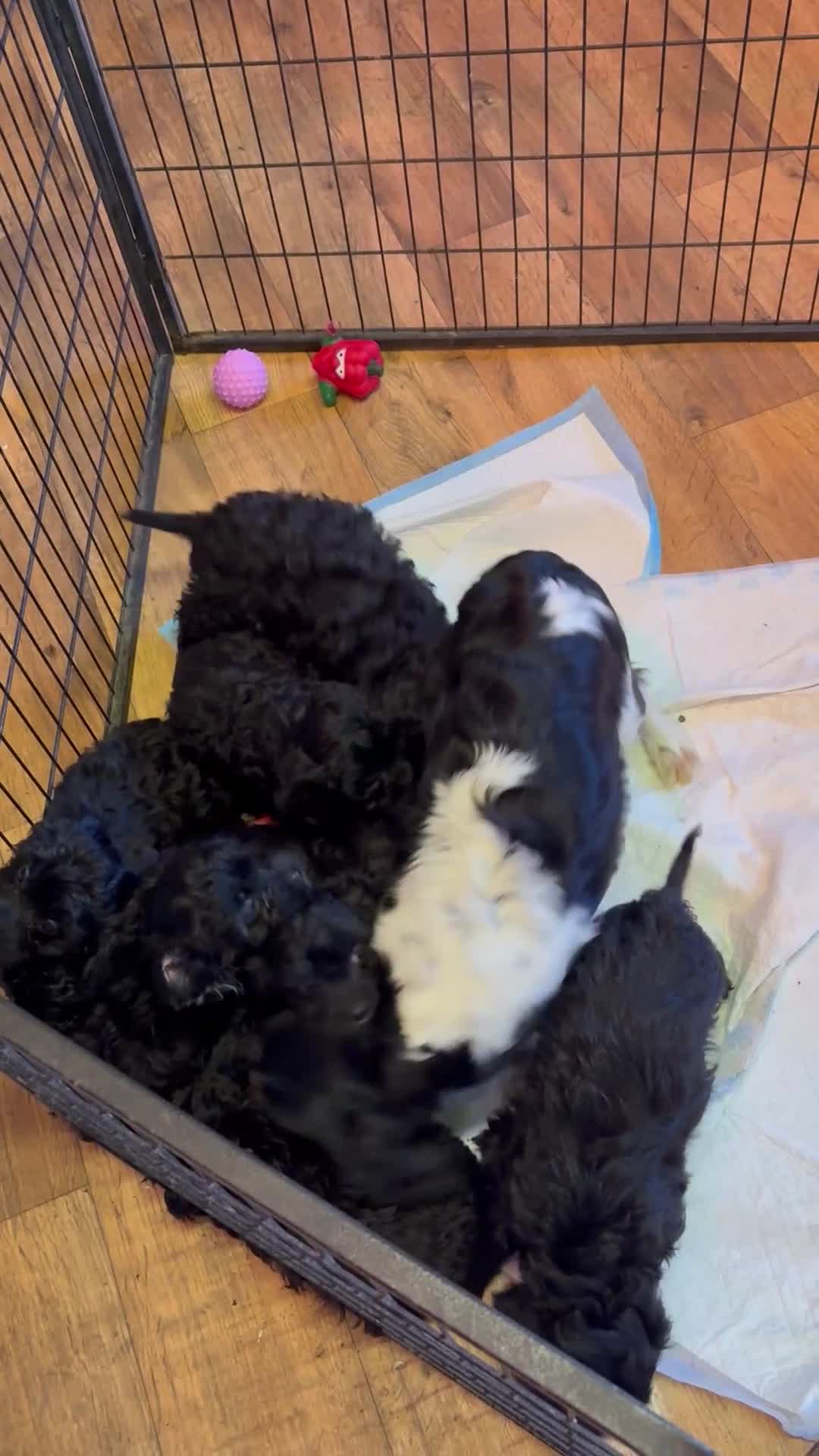 Cavapoo dogs for sale: F1 cavapoo  - Video 1